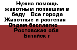 Нужна помощь животным попавшим в беду - Все города Животные и растения » Отдам бесплатно   . Ростовская обл.,Батайск г.